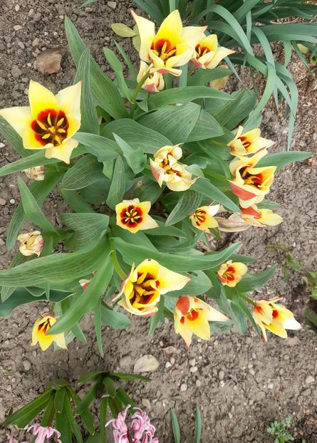  - 1111 Bucurii florale 2025