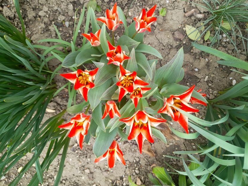  - 1111 Bucurii florale 2025