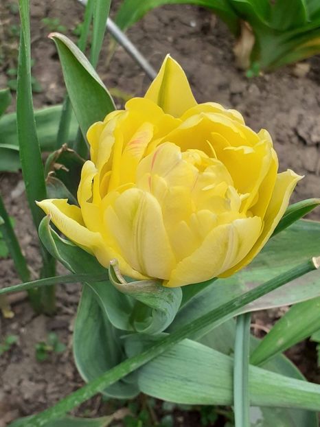  - Februarie Martie Aprilie 2025