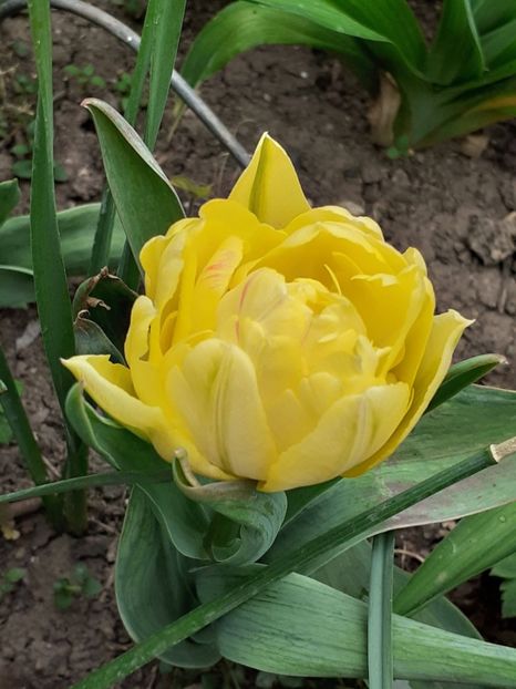  - Februarie Martie Aprilie 2025