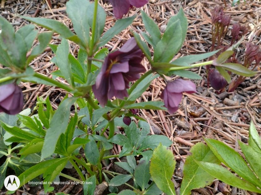  - Flori de gradină-2025