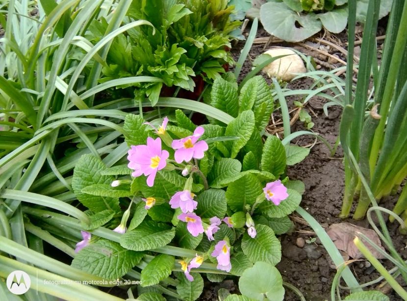  - Flori de gradină-2025