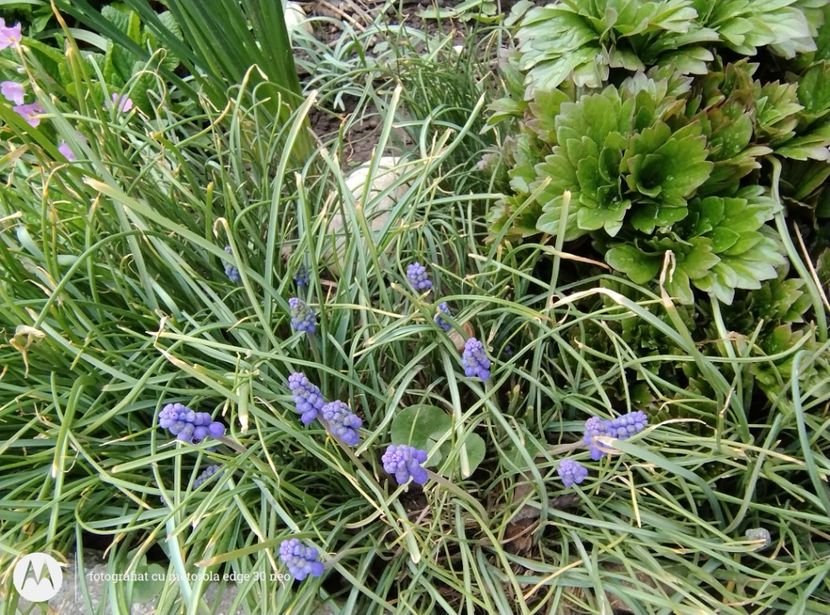  - Flori de gradină-2025