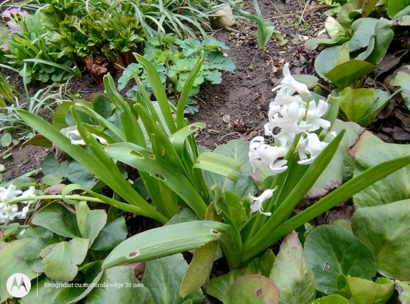  - Flori de gradină-2025