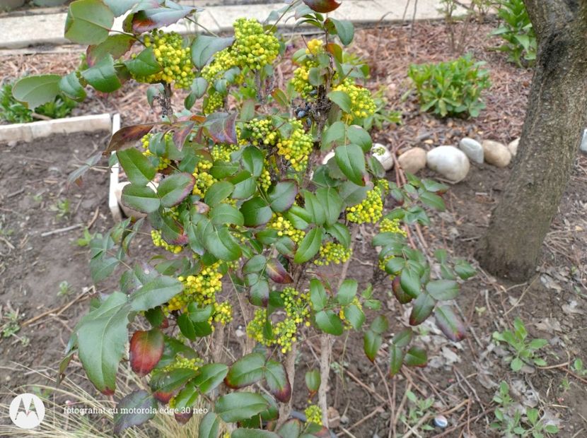  - Flori de gradină-2025