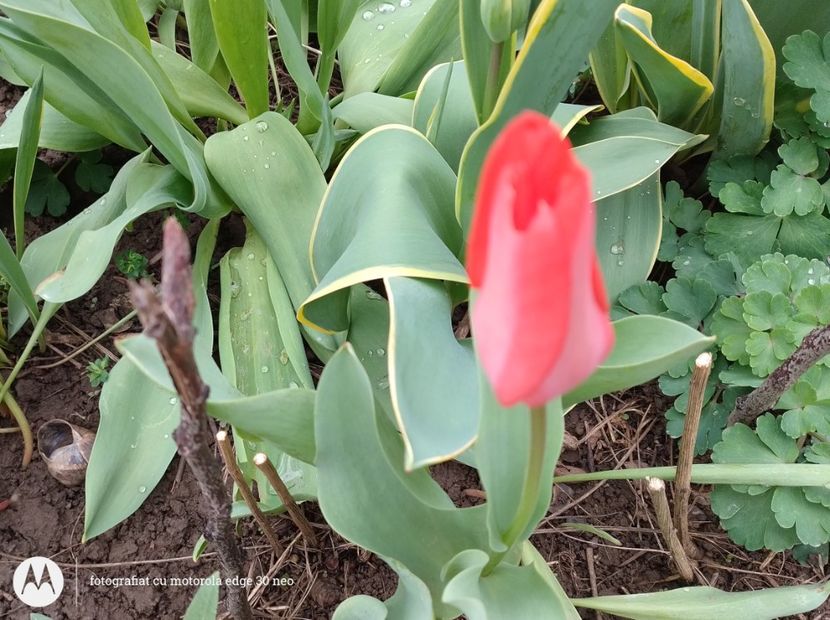  - Flori de gradină-2025