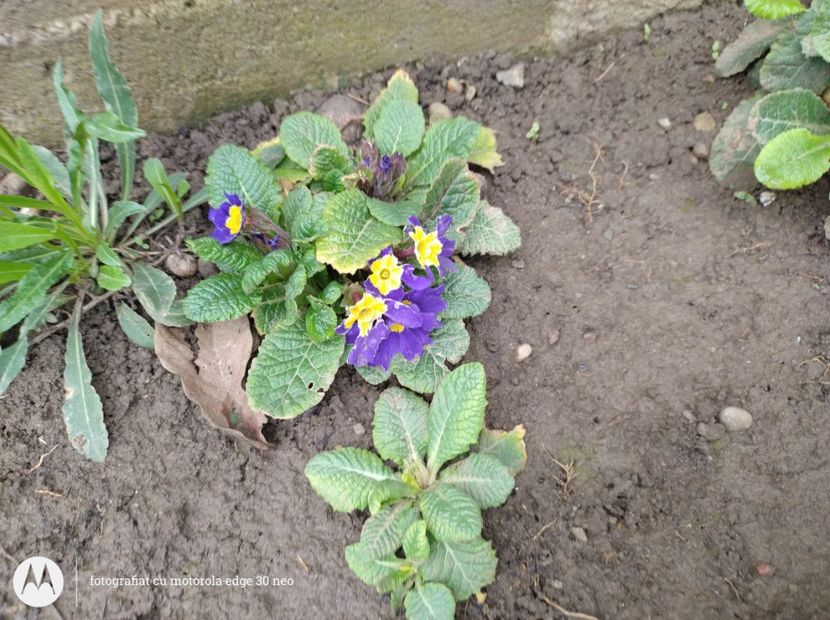  - Flori de gradină-2025