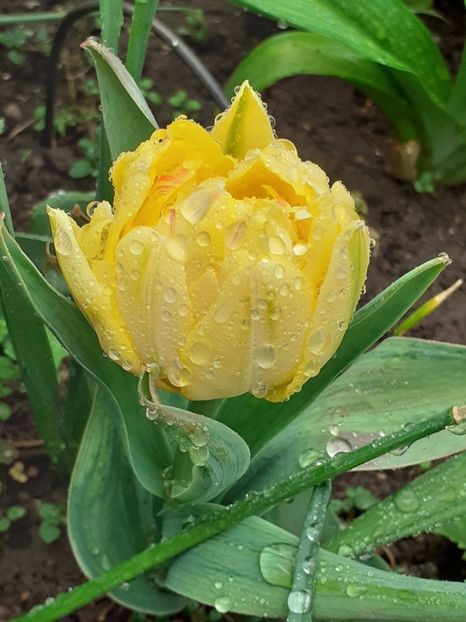  - Februarie Martie Aprilie 2025