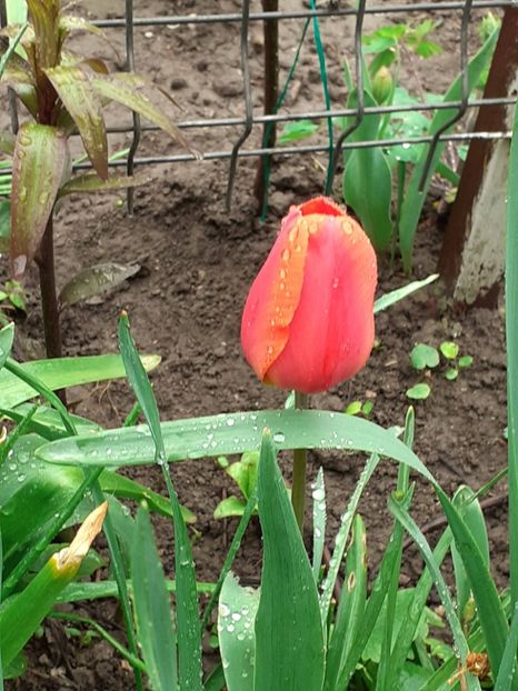  - Februarie Martie Aprilie 2025