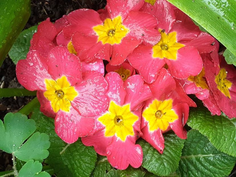 - Februarie Martie Aprilie 2025