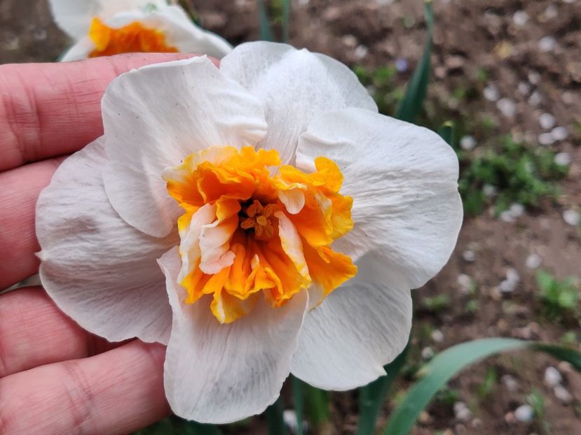 Dolly Mollinger - Narcise1