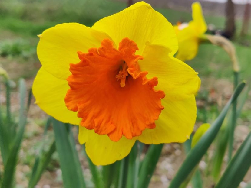 Pimpernel - Narcise