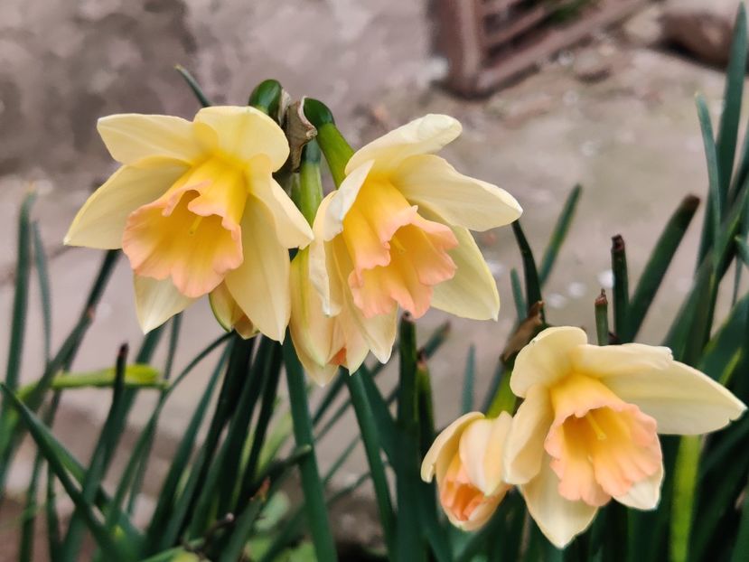 Blushing lady - Jonquilla multiflora - Narcise