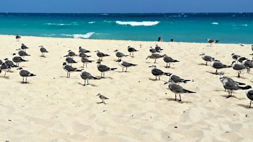  - 2025 FEBRUARIE-MARTIE PRIN CANADA-TORONTO SI CUBA-CAYO SANTA MARIA