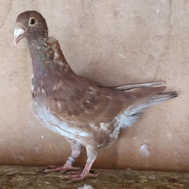 Meulemans 25-396 - Meulemans