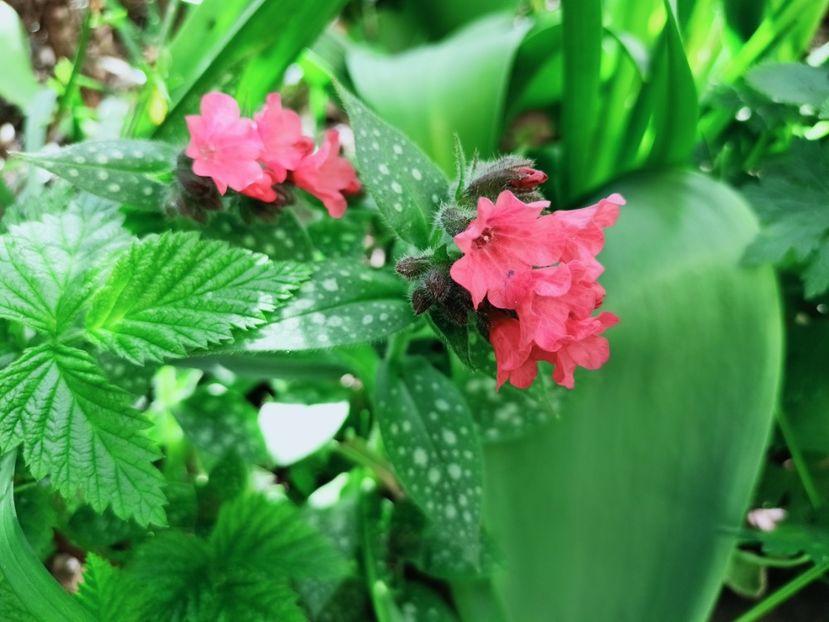 Pulmonaria - Grădina 2025