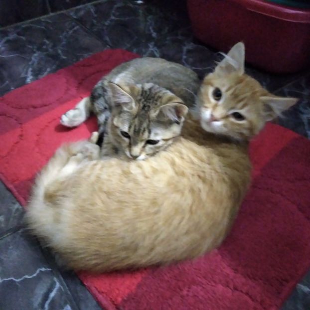 .trashed-1744455822-20250119_155705 - 2025 - aprilie