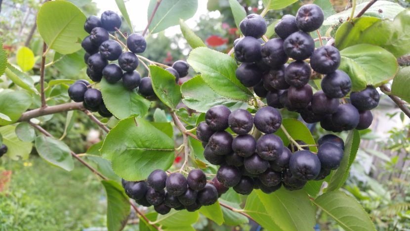 aronia - aaPlante fructifere disponibile