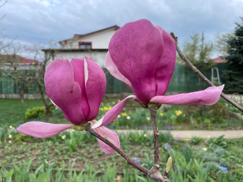  - 0005 - Gradina - 2025