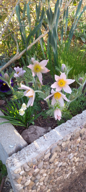  - 2025 - 01 - Primavara