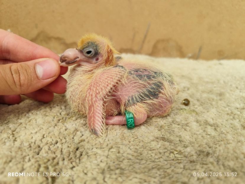 2025 baltat - Tineret 2025 AGH