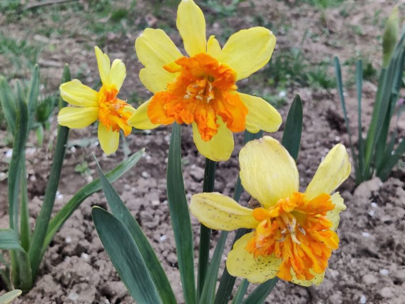  - Narcise1