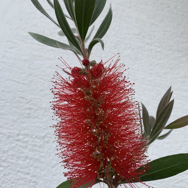 calistenom1 - CALLISTEMON citrinus sau floarea perie