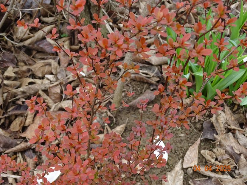 seedling - z-Dobarland 2025