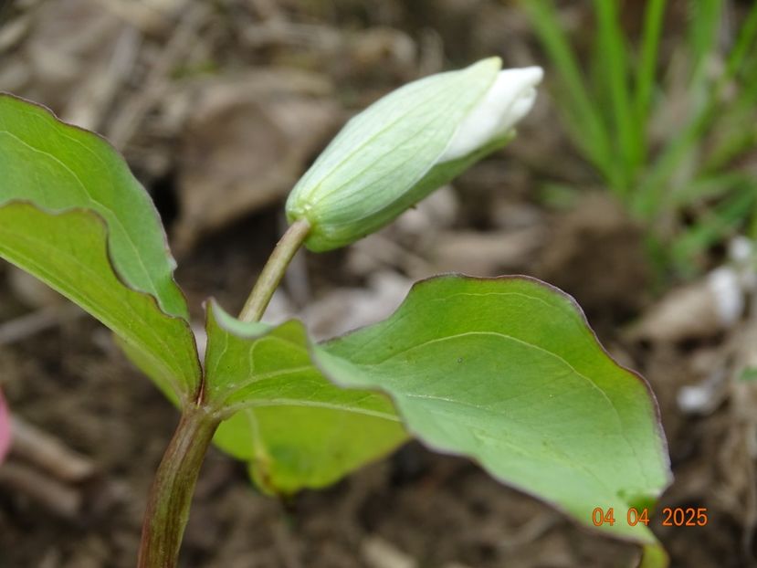 trillium grandiflorum - z-Dobarland 2025