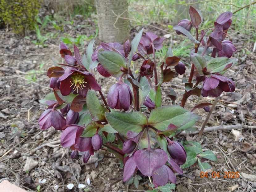 helleborus Star of Passion - z-Dobarland 2025