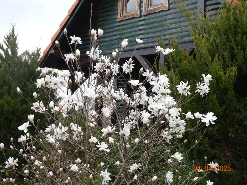 magnolia stellata - z-Dobarland 2025