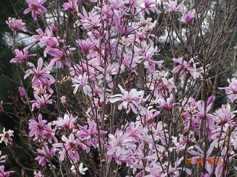 magnolia stellata Rosea - z-Dobarland 2025