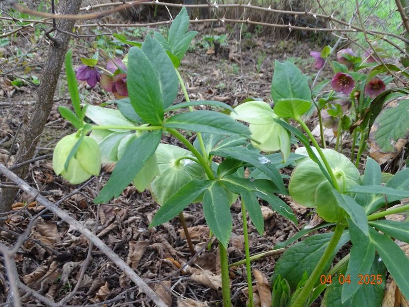 seedling - z-Dobarland 2025