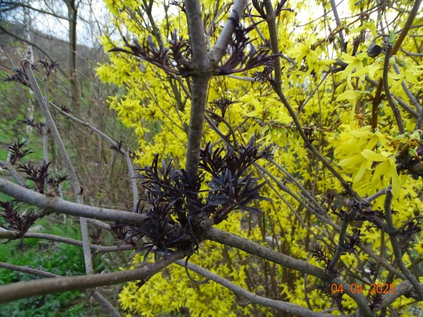 sambucus Black Lace - z-Dobarland 2025