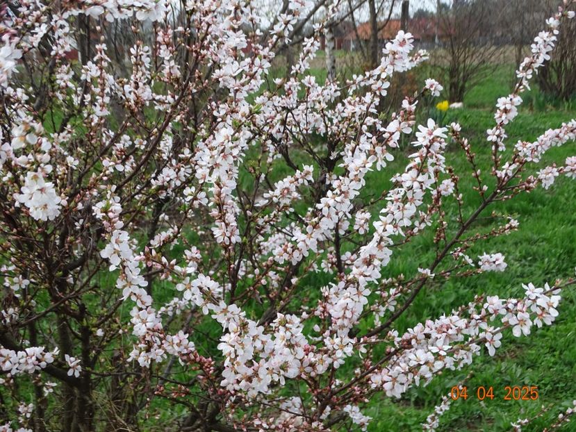 prunus tomentosa - z-Dobarland 2025
