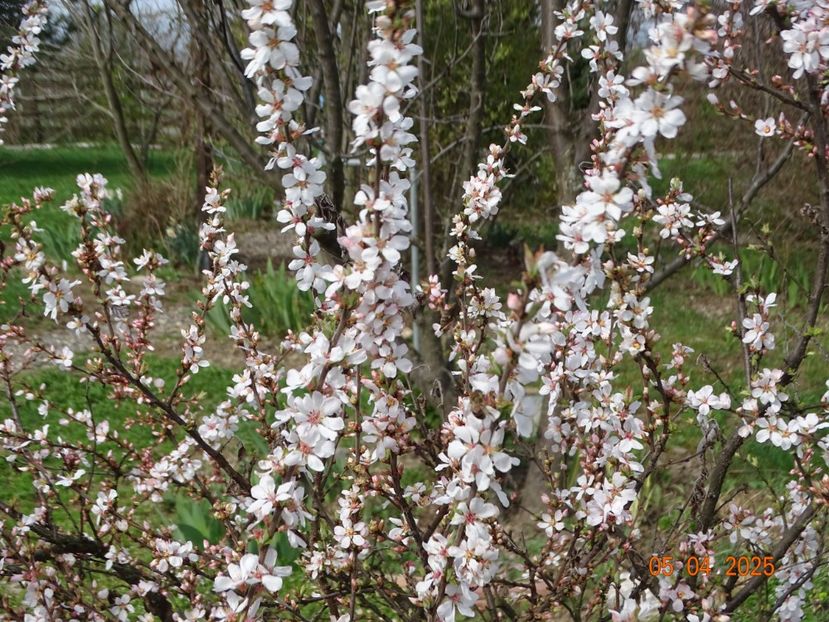 prunus tomentosa - z-Dobarland 2025