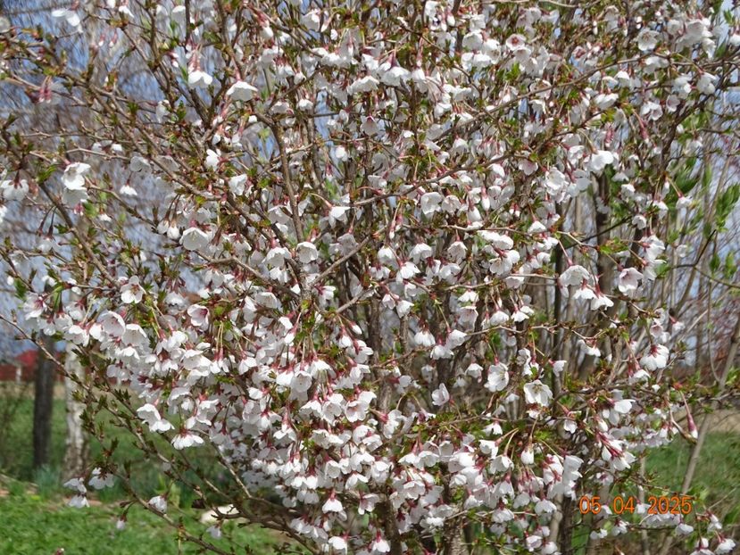 prunus Kojo No Mai - z-Dobarland 2025