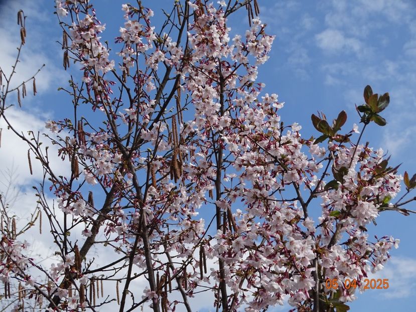 prunus Ruby - z-Dobarland 2025