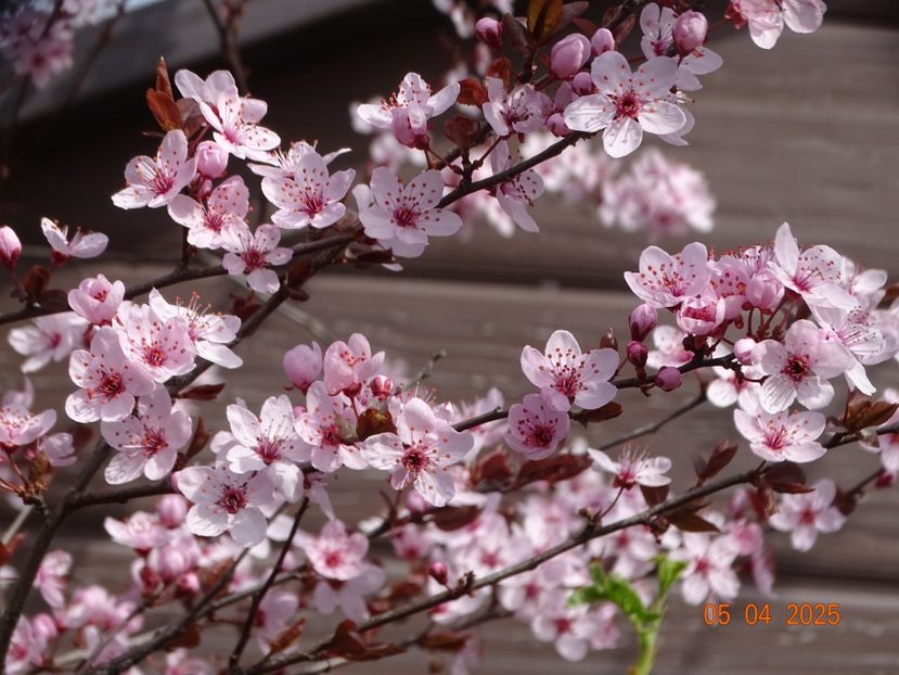 prunus cerasifera Nigra - z-Dobarland 2025