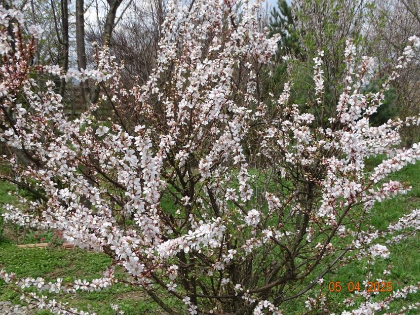 prunus tomentosa - z-Dobarland 2025