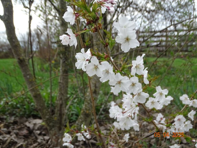 prunus Brillant - z-Dobarland 2025