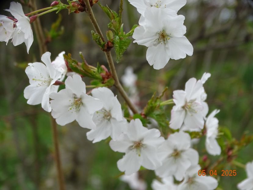 prunus Brillant - z-Dobarland 2025