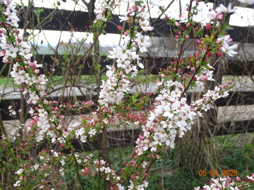 spiraea Fujino Pink - z-Dobarland 2025