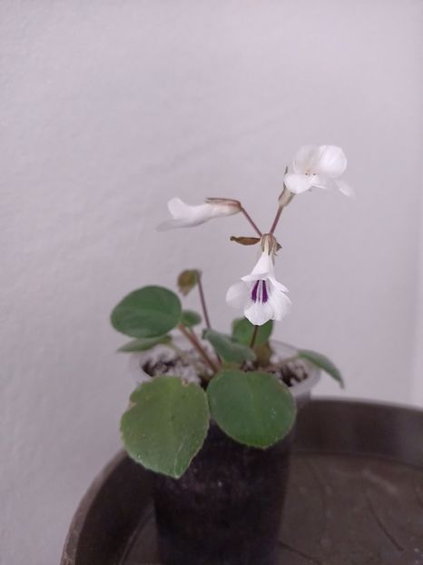 Img.2025.04.06 - Chirita Tamiana