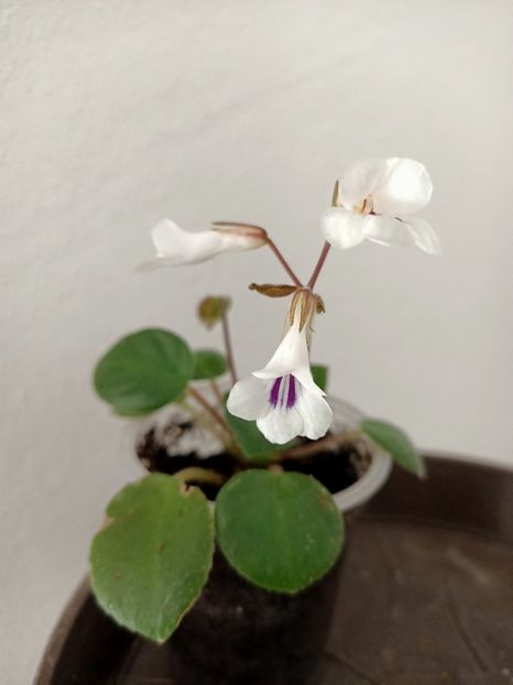 6.04.2025 - Chirita Tamiana