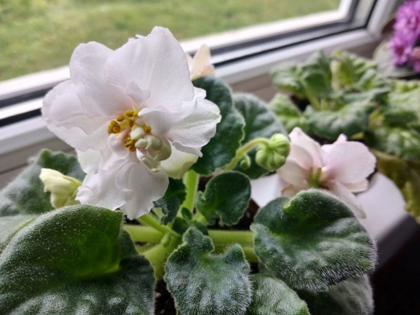  - Ek-Pearl Marshmallow