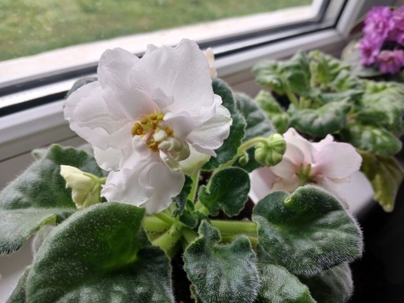  - Ek-Pearl Marshmallow