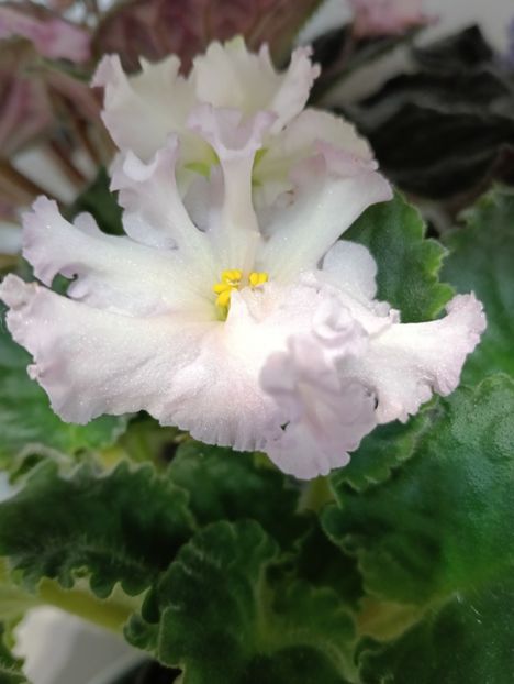  - EK- CONFECTIONER S MASTERPIECE