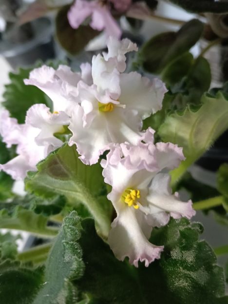  - EK- CONFECTIONER S MASTERPIECE