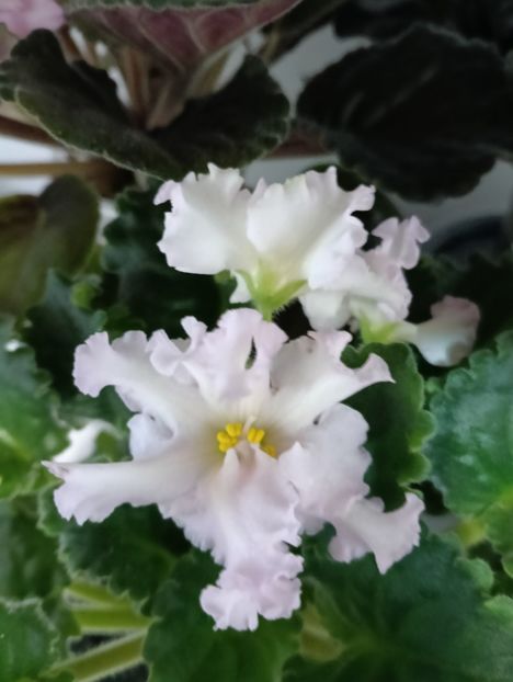  - EK- CONFECTIONER S MASTERPIECE